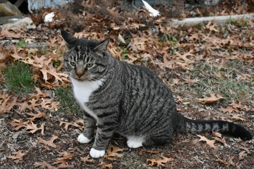 Gray Striped Cat