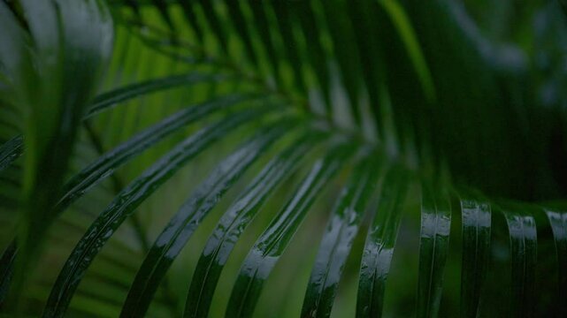 Tropical palm leaves gently swaying in rain