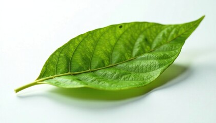 Fototapeta premium Dry and withered green tea leaf on white surface, dry green tea leaf, foliage