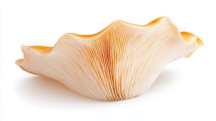 Obraz premium Champignon mushroom cap, side angle, sharp details on gills, soft lighting, isolated on white background