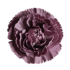 Obraz premium Beautiful Mauve purple color carnation flower vector isolated floral illustration