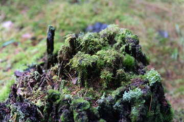 Forest, moss, winter