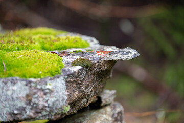 Forest, moss, stone