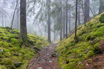 Forest, moss, winter