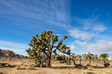 Joshua Tree National Park, California