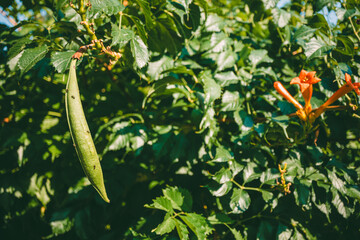 Close-up of a green pod with ants crawling on it, surrounded by lush green leaves and orange...