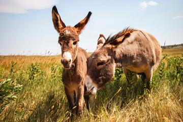 Donkey Momma & Baby, Custer State Park, SD
