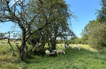 Sheep graze peacefully under the shade of sprawling trees in a verdant meadow. The clear blue sky...