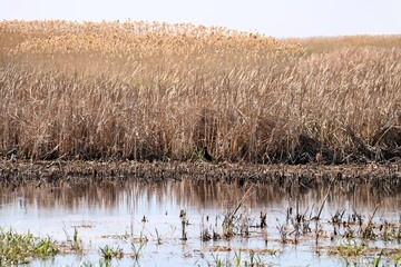 Hacks Lagoon conservation area, South Australia