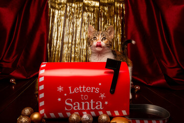 A playful kitten interacts with a bright red Letters to Santa mailbox surrounded by golden holiday...