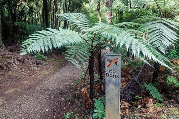 No dogs allowed sign in a lush forest trail. Nature preserve protects wildlife. Cascade Kauri Walk,...