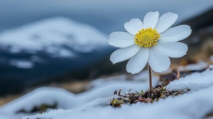 Amidst a desolate landscape, a single glowing flower blooms, its light providing a stark contrast to the surrounding emptiness, embodying resilience and the enduring power of nature.