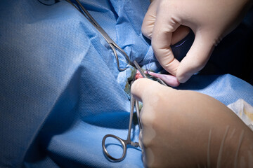 Male cat neutering surgery in a veterinary clinic