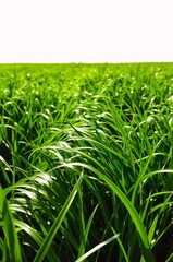 Lush Green Grass Field with Bright Sky Background