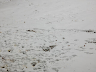 Paw prints in the snow