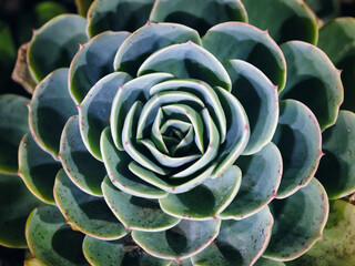 Tokyo,Japan - December 27,  2024: Closeup of Echeveria at night