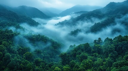 a static view of a forest covered by fog during a cold winter day in the mountains serra da mantiqueira brazil