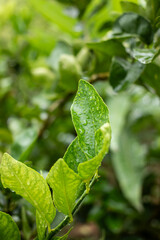 close up of green leaf with water drops