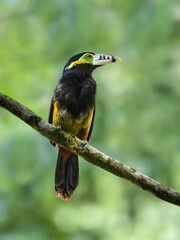 Spot-billed Toucanet on tree branch, portrait