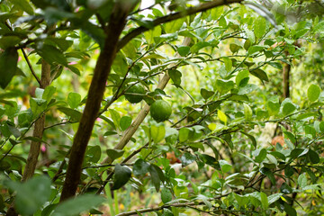 lemon tree