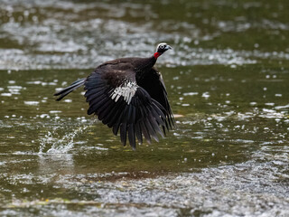 Black-fronted Piping Guan taking off from the  shallow water