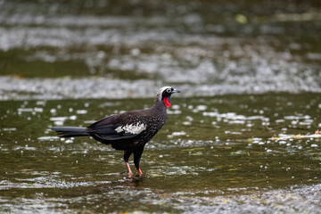 Black-fronted Piping Guan  standing in shallow water