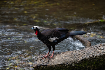 Black-fronted Piping Guan closeup portrait against green water