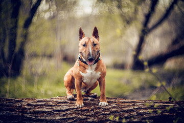 A miniature bull terrier sits on a downed tree. English Bull Terrier.