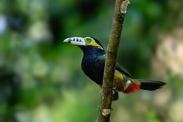 Spot-billed Toucanet on tree branch, portrait