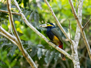 Spot-billed Toucanet on tree branch, portrait