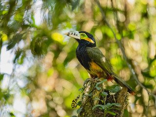 Spot-billed Toucanet on tree branch, portrait