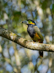 Spot-billed Toucanet on tree branch, portrait
