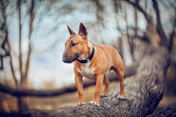 Ginger miniature bull terrier stands on a downed tree. English Bull Terrier.