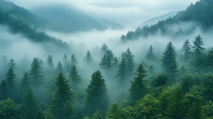fog in the forest on the mountains of taiwan