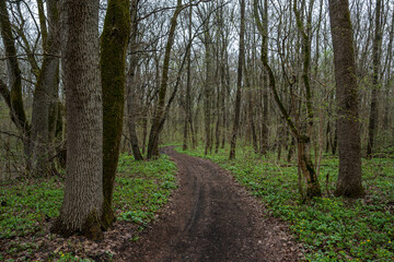 Spring forest landscape. New leaves