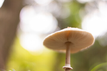 森の中で生えていたカラカサタケ