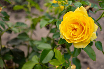 Close-up of a vibrant yellow rose in full bloom with green leaves, captured in natural light.
