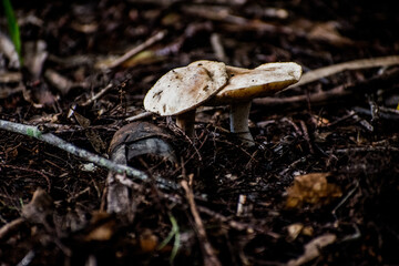mushroom in the forest