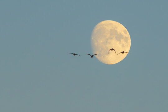 Ducks Migrate Past a Near-Full Harvest Moon