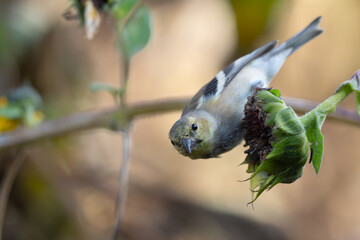 American Goldfinch Forages on Sunflower Plants in Morning Light