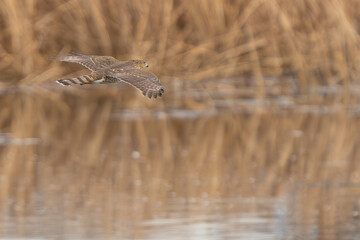 Northern Harrier Hunting Over Wetland