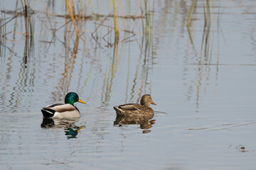 Pair of Mated Mallards Resting on a Wetland Log
