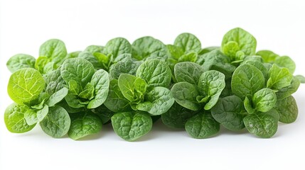 Fototapeta premium spinach close up stock image isolated on a white background spinach