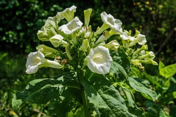 A flourishing green tobacco plant