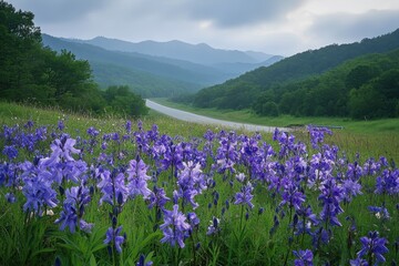 A patch of flowering Larkspurs near I 26 Mars Hill NC USA