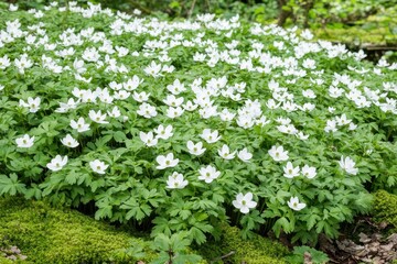 Anemonoides nemorosa also known as the wood anemone is a spring blooming plant from the Ranunculaceae family native to Europe