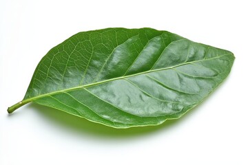 Obraz premium Bidara leaf Ziziphus mauritiana