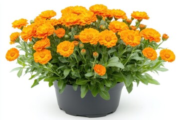 Calendula officinalis also known as pot marigold or Scotch marigold is a medicinal plant found in gardens Close up of its orange flowers
