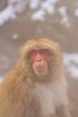 地獄谷に生息するニホンザル【長野県・地獄谷野猿公苑】