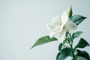 Obraz premium Close up of a white gardenia leaf against a white backdrop